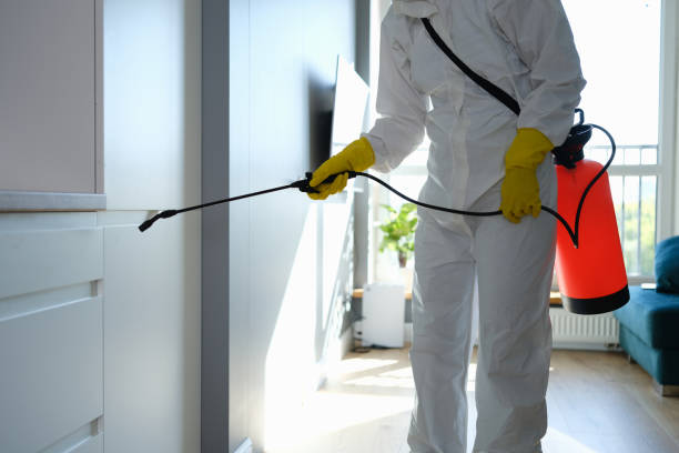 Best Black Mold Removal  in Riva, MD