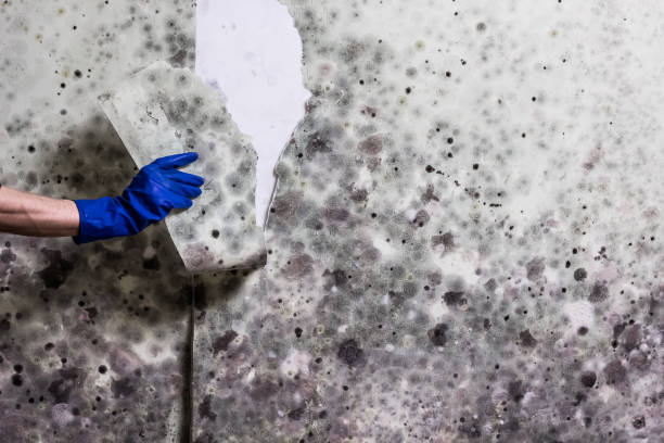 Best Office Mold Removal Services  in Riva, MD