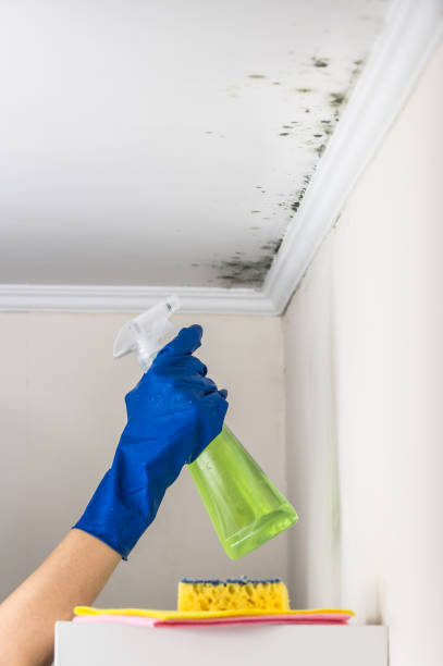 Best Residential Mold Removal  in Riva, MD